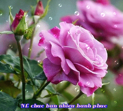 image.gif