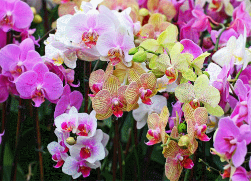 image.gif
