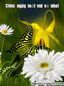 image.gif