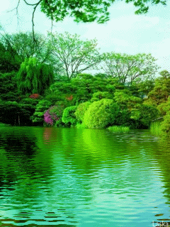 image.gif