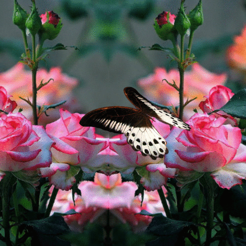 image.gif