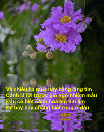 image.gif