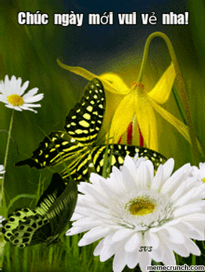 image.gif