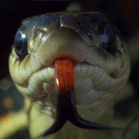 image.gif