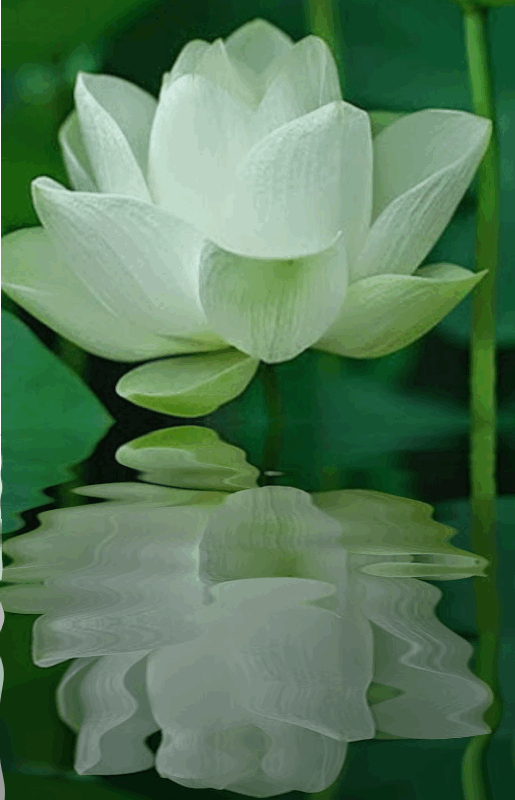 image.gif