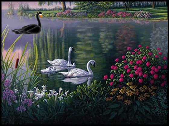 image.gif