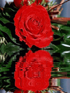 image.gif