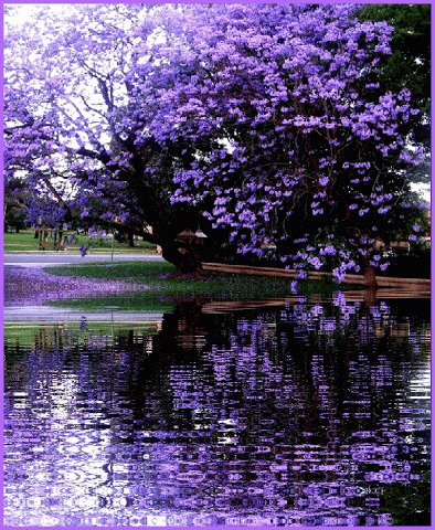 image.gif