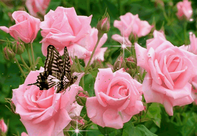 image.gif