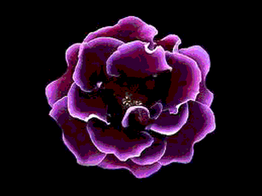 image.gif
