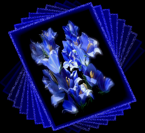 image.gif