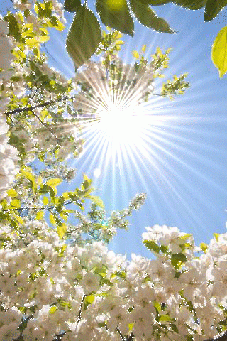 image.gif