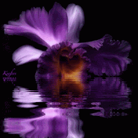 image.gif