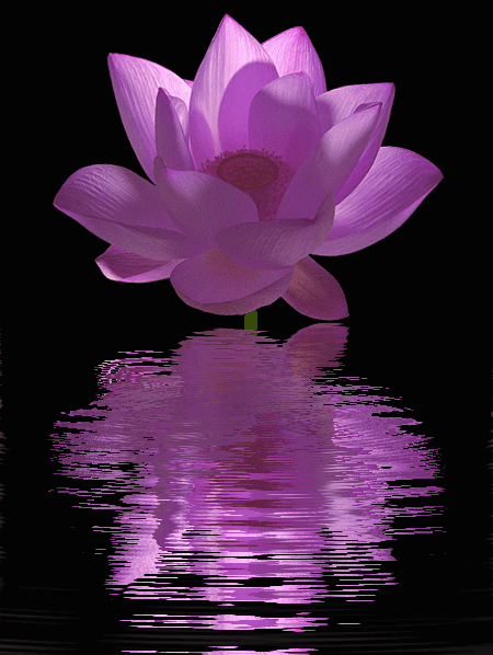 image.gif