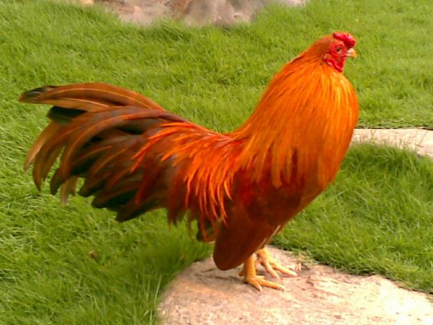 image.jpeg