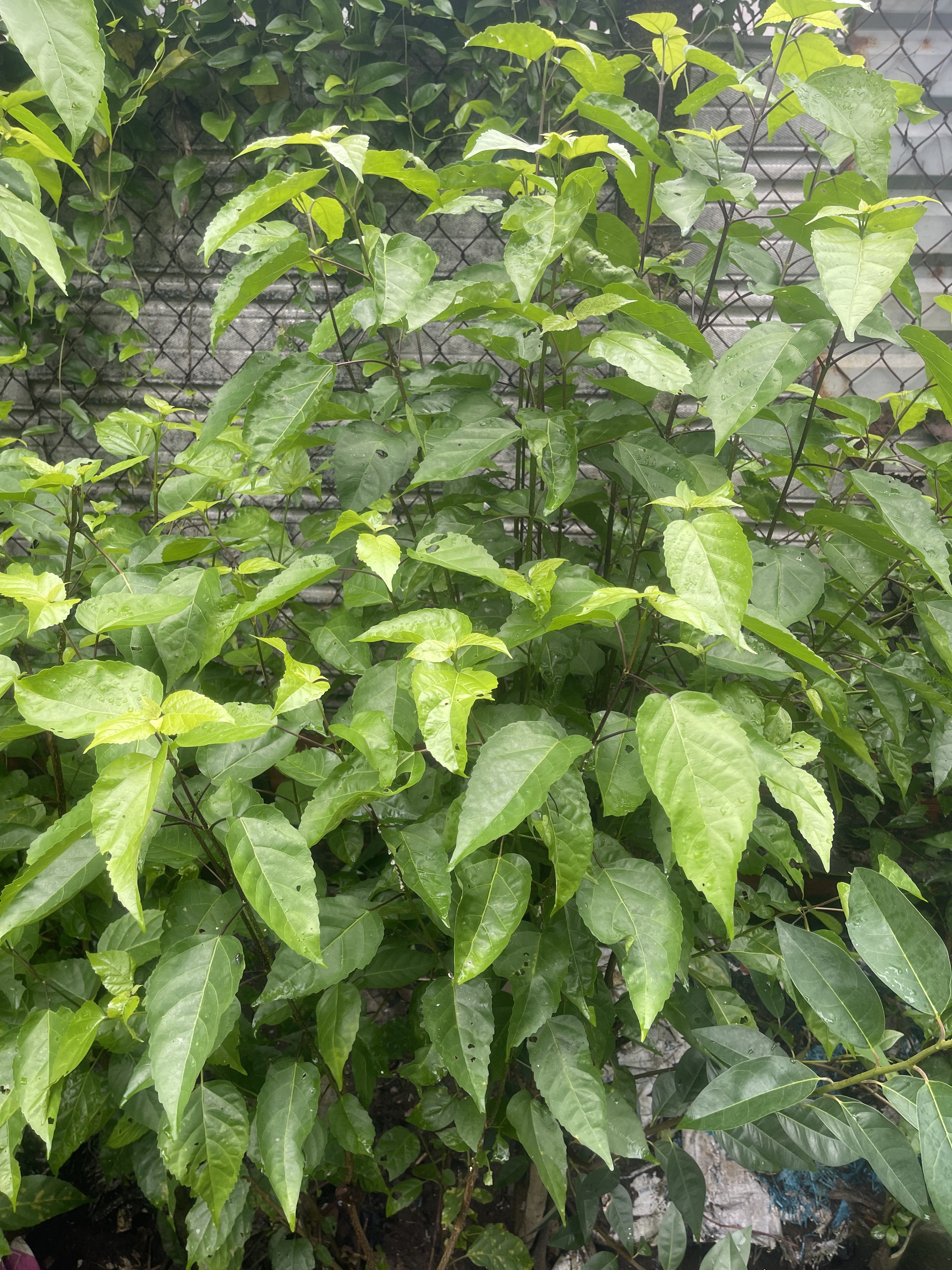 IMG_0511.jpeg