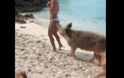 IMG_2215.GIF