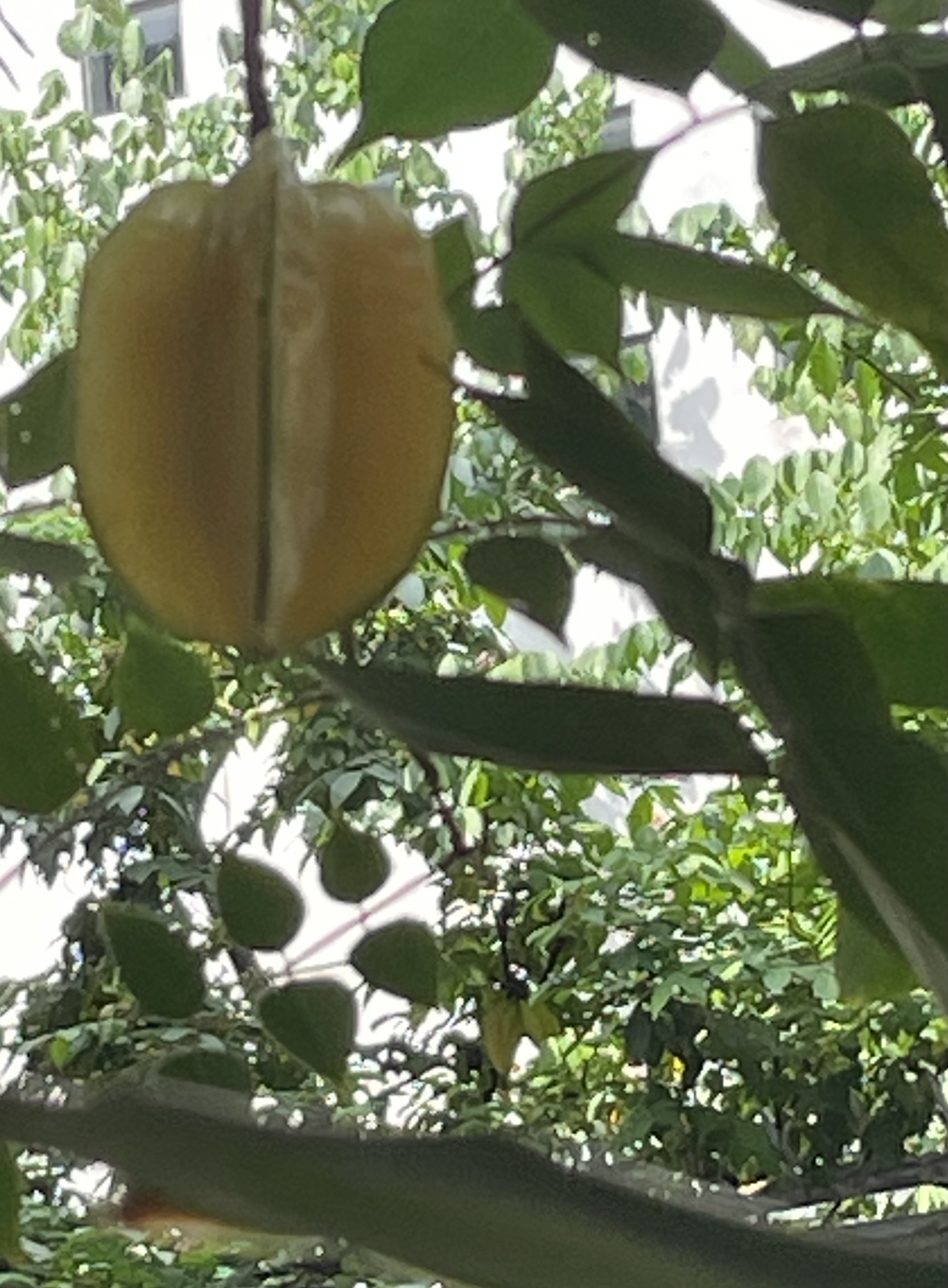 IMG_5553.jpeg