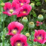 IMG_5789.JPG