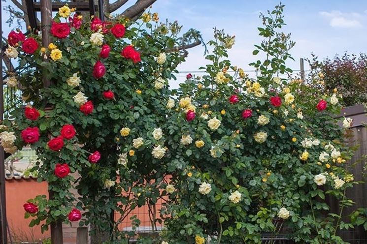 immagini-rose_NG1[1].jpg