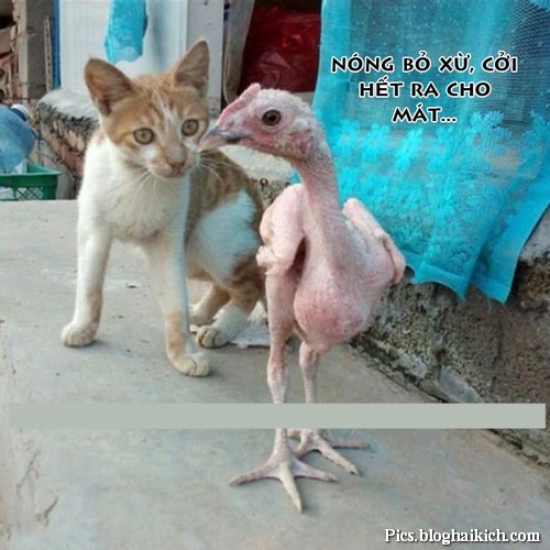 Kho-do-voi-anh-dong-vat-ngo-nghinh-hai-huoc_20.jpg