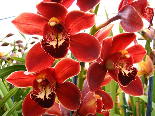 kiem-lan-Cymbidium[1].jpg