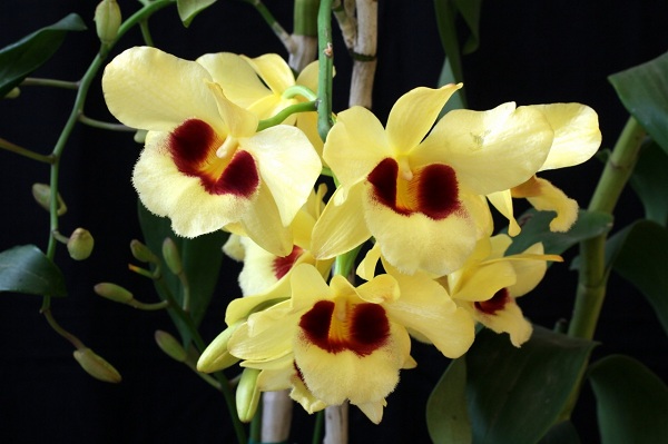 lan-cattleya-6[1].jpg