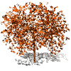 leaf_orange_tree.gif