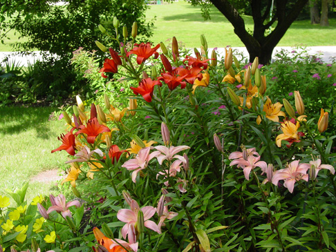 Lilies2.sm_.web_[1].jpg