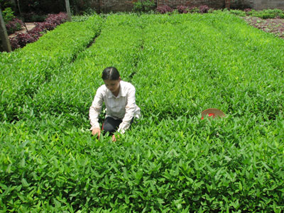loai-rau-muong-ngon-nhat-viet-nam-duoc-trong-o-dau.jpg
