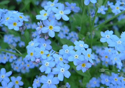 Lưu ly - Forget me not .jpg