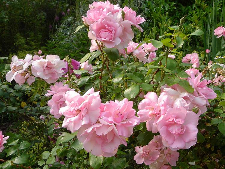 macro-Rosa-Centenaire-de-Lourdes-2[1].jpg