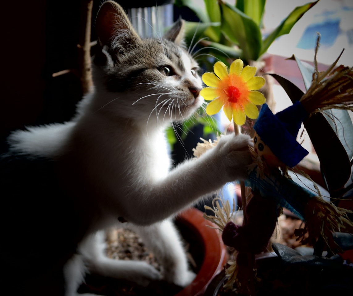 Manuel Carrasco_Playful Kitten_ZExkQA.jpg