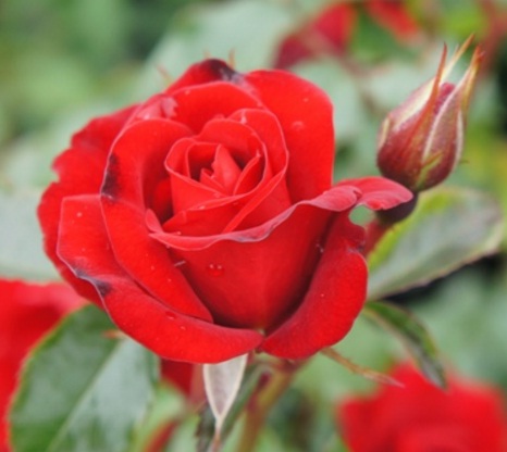mawar-merah[1].jpg