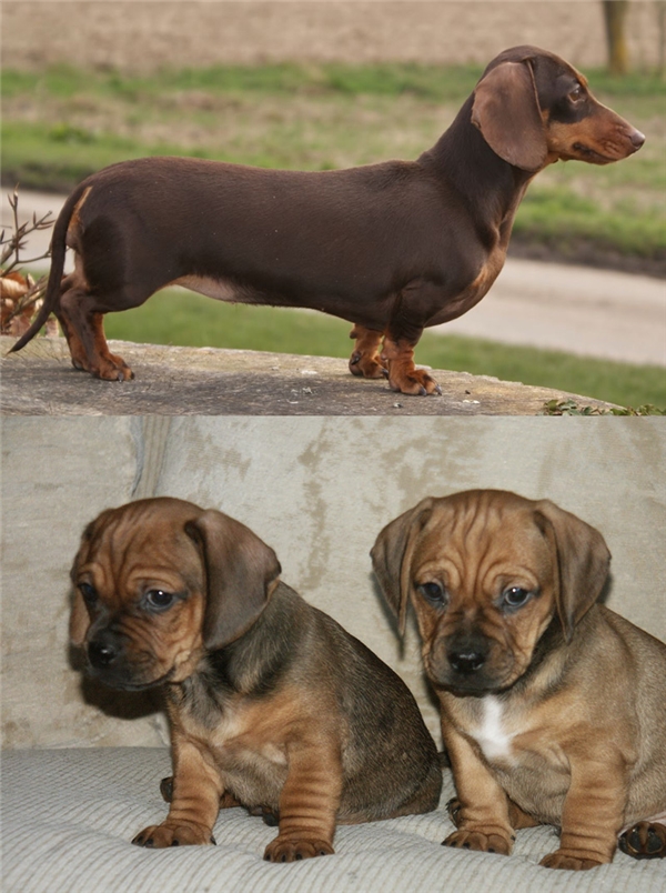 mối lương duyên giữa Pug và chó xúc xích.jpg