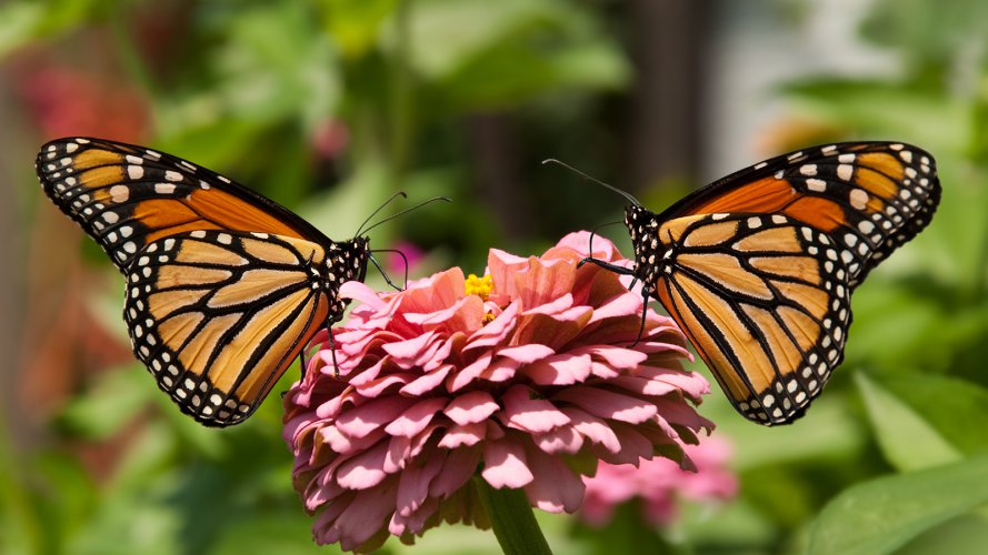 monarch-butterfly-two.ngsversion.1412350648354.jpg