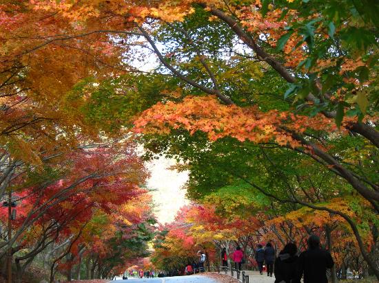 naejangsan-national-park[1].jpg