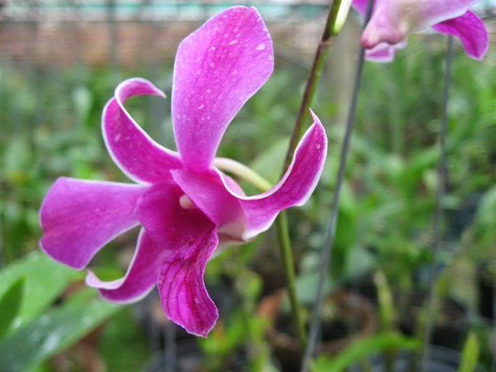 NangPink[1].jpg