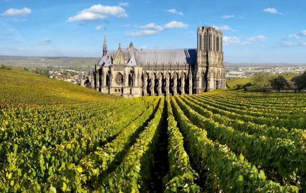 nho-Champagne[1].png