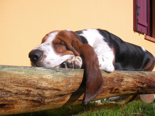 nhung-thong-tin-co-ban-ve-giong-cho-lun-than-thien-basset-hound-1456474373950[1].jpg