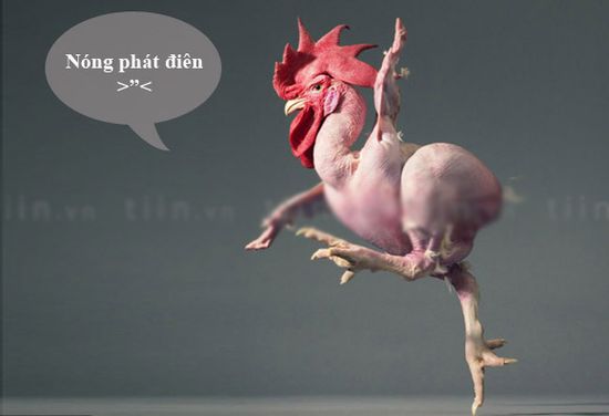 nong12.jpg
