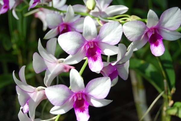 orchid[1].jpg