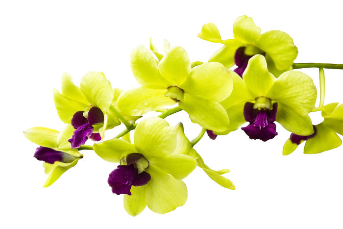 orchid-flower-meaning-flower-meaning-for-orcid-flower-for-motivate[1].jpg