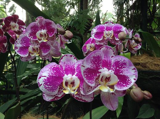 orchid4[1].JPG