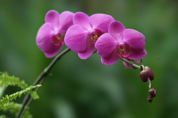 orchid_flowers_28139195_2560_1703-2001658-10-1468860723116[1].jpg