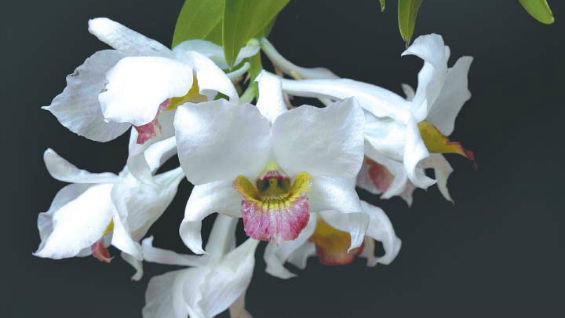 orchideen_journal_24062016[1].jpg