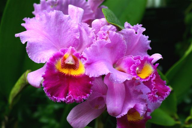 orchids-1[1].jpg
