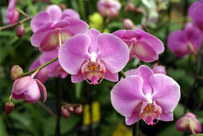 orchids-jpg[1].jpg