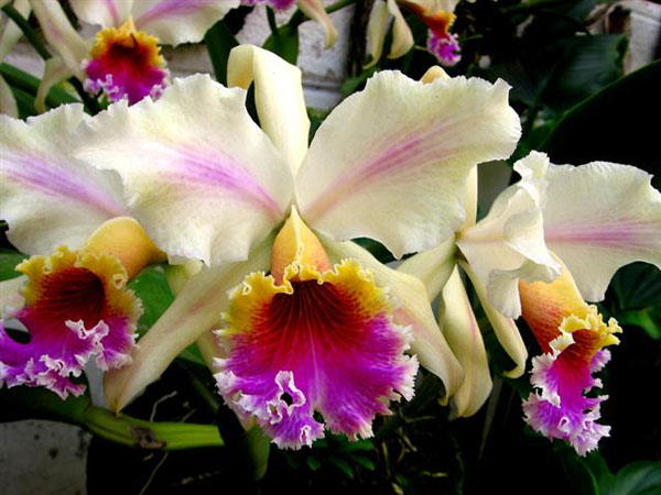 Orquidea_cattleya_ED[1].jpg