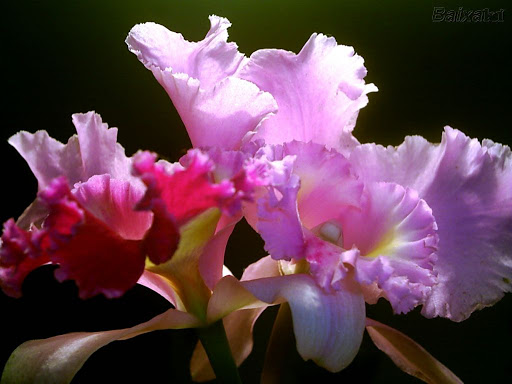 orquideas_jundiai1_1[1].jpg